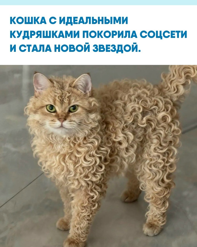 Владельцы пушистой красавицы отмечают — её шерсть нап...