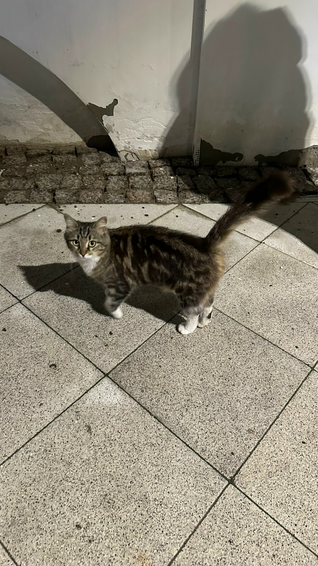 Никто кошку не терял?
Центр города.
Орала на весь центр,...