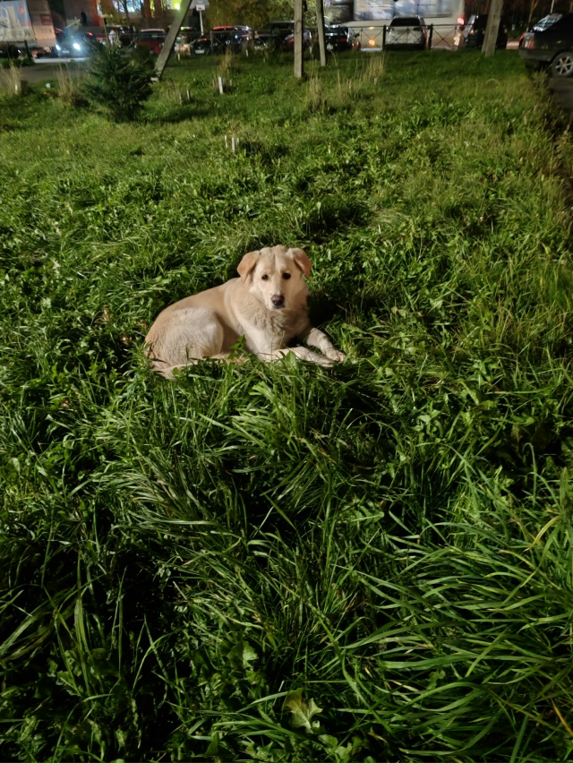 Добрый вечер, чей потеряшка на Верхней? На новой площад...
