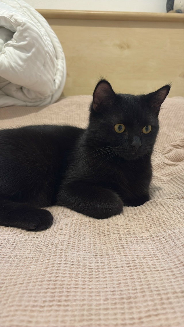 Кузинька. Бог дивана и начальник кровати 🖤