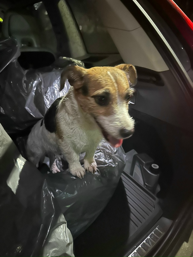 Нашла бегающую собаку. Кто потерял? Около муз школы