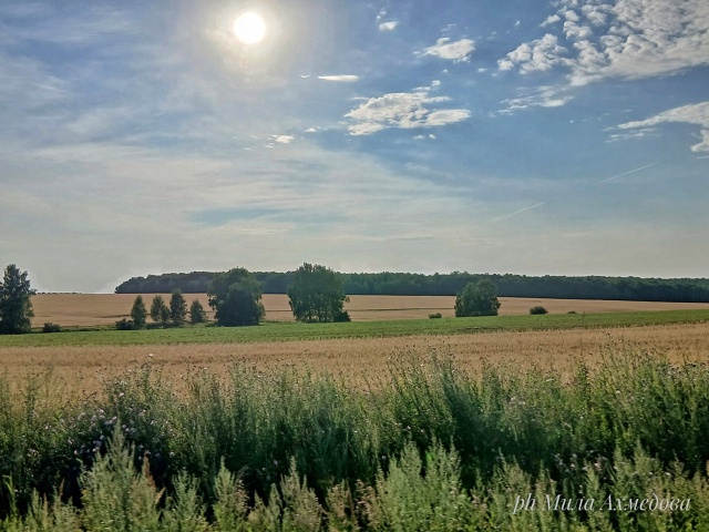 Бахиловские поля.🌻🌿Самарская лука.
г.о Жигулевск, С?...