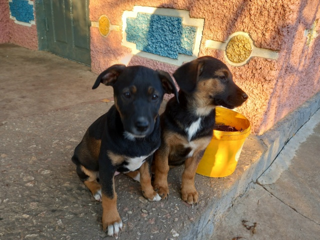 Отдам в хорошие руки! Щенкам 2,5 мес.Обработаны. Мама-лаб...