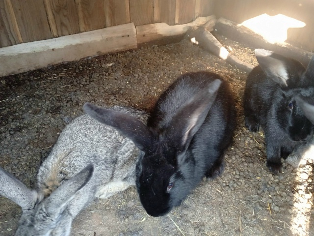 Продам крола и крольчиху на племя и есть еще крольчата ...