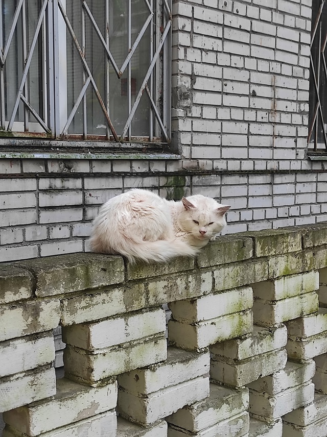 Здравствуйте, на Ропшинском шоссе 10 сидит котик, с несч...