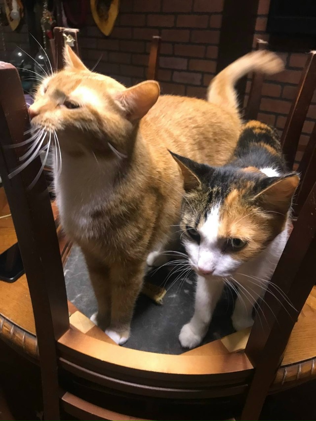 Бубик и Мутя( Матильда) ждут пока протрут полы)