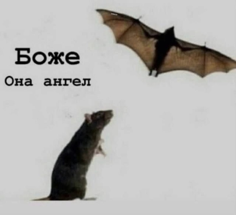 Ночная подборочка
Спать, режим