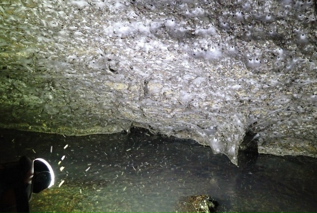 Крупнейшую в мире паутину с населением 111 000 пауков обн?...