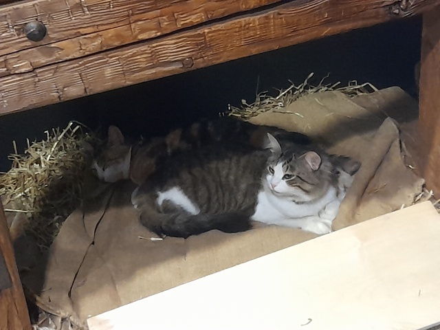 Котики живут в петербургском музее пыток. ^^