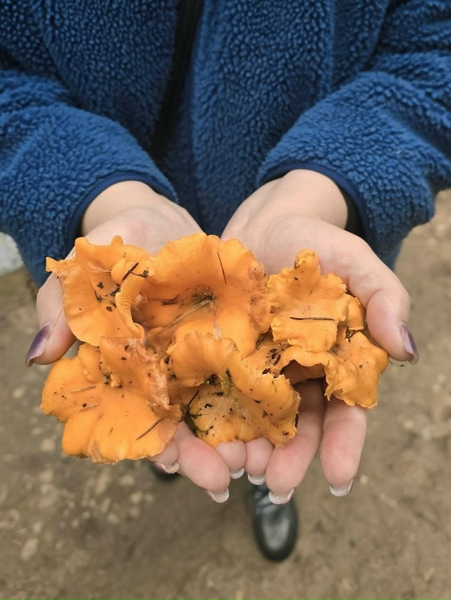 В волоколамских лесах снова появились лисички. Грибни?...