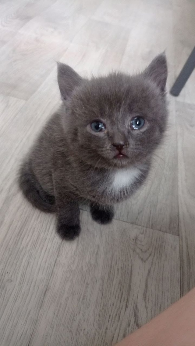 Отдам в добрые руки. Мальчик, который лотку приучен.