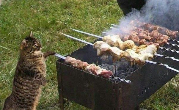 Дачников могут оштрафовать за неправильное приготовление шашлыка.
Мясо разрешено жарить только в ма