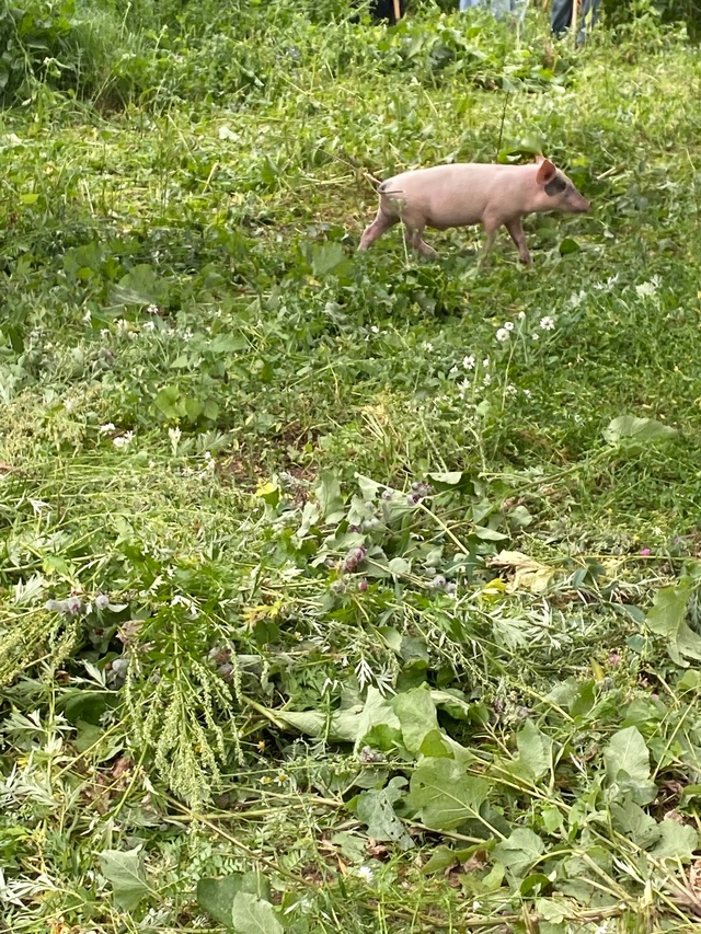 В огороде БМФК нашли поросенка 🐷🐽
