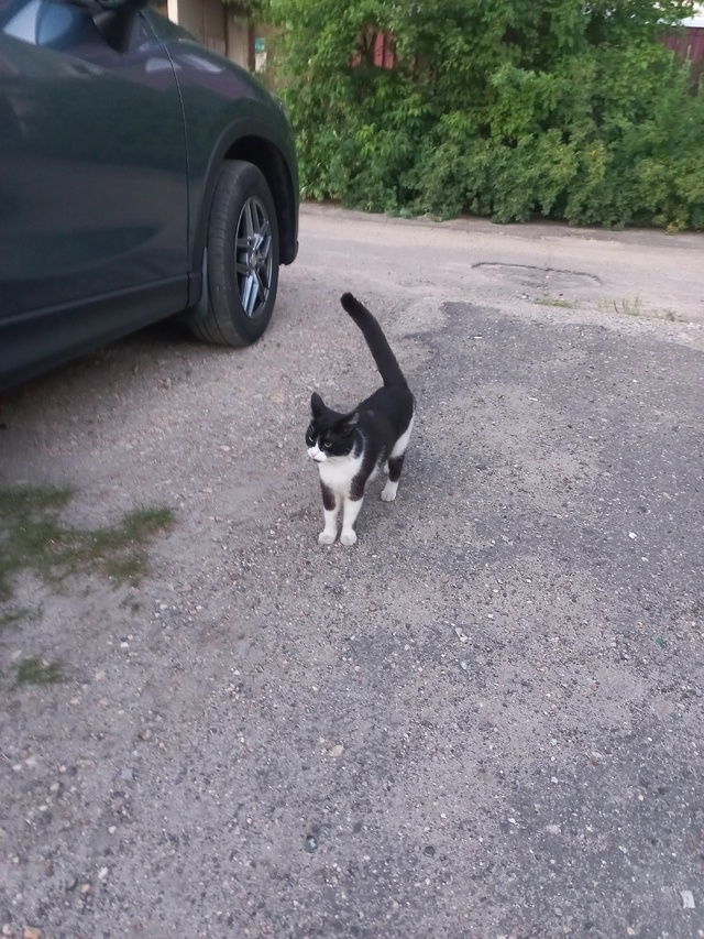 Привет! У кого потерялась кошка? Видно, что домашняя .