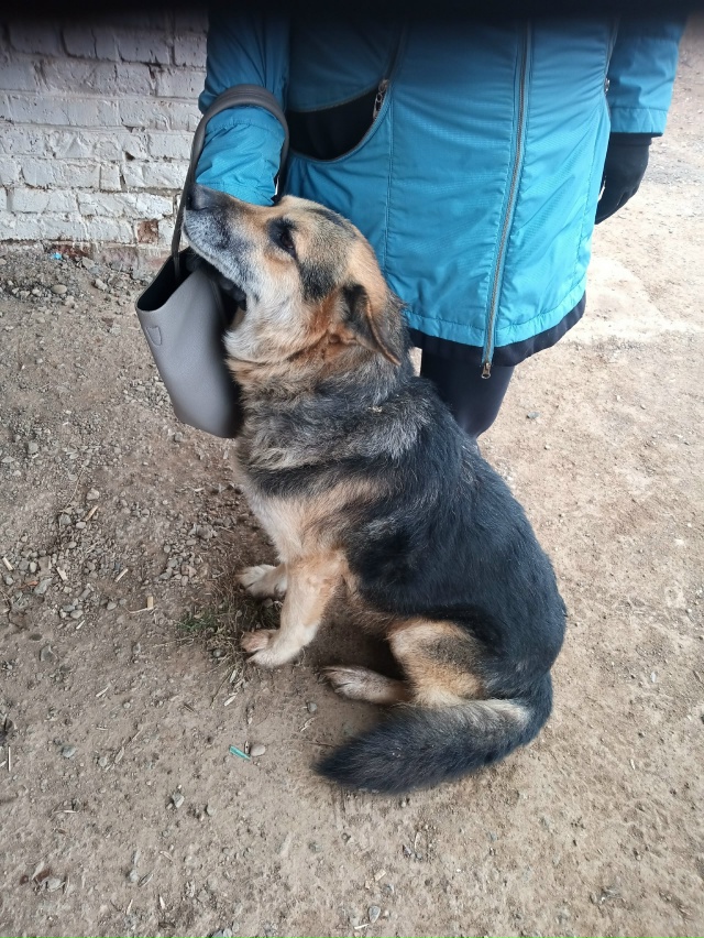 Чей пес, в пос Дружба .
Похоже болеет, хозяин найдись!!!