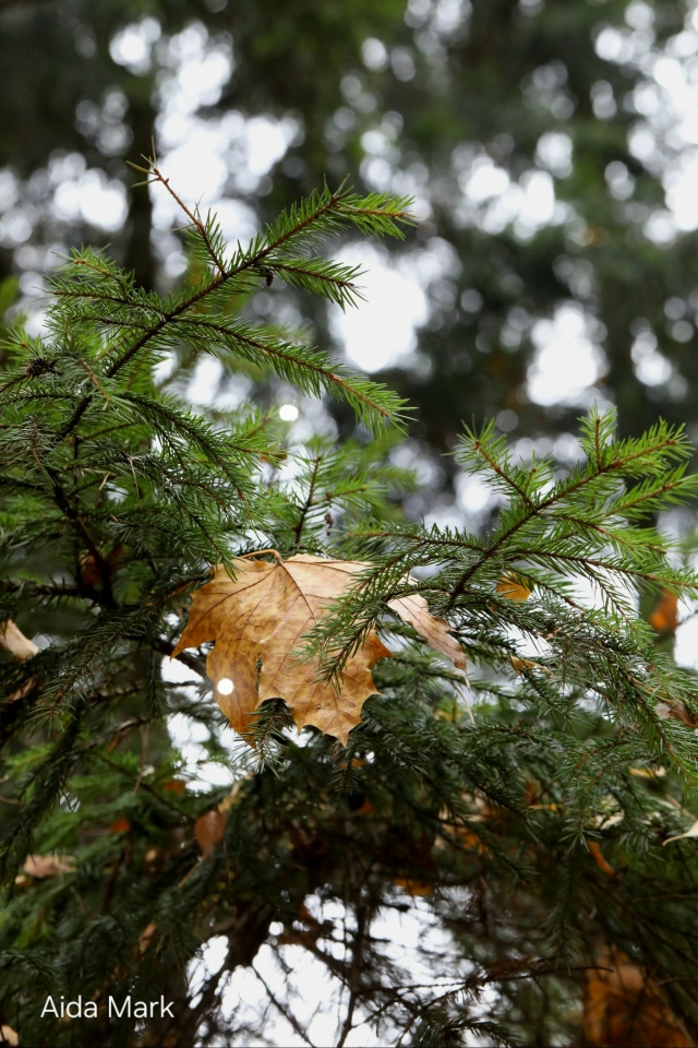 Осенняя природа в лесопарке 