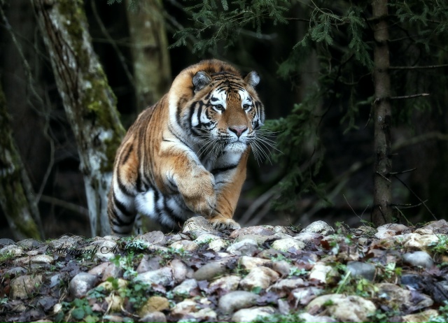 Сегодня заглянул в Подмосковный Сафари‑парк — и, каже...