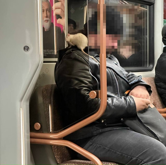 Крысеныш, который точно в метро едет «зайцем»