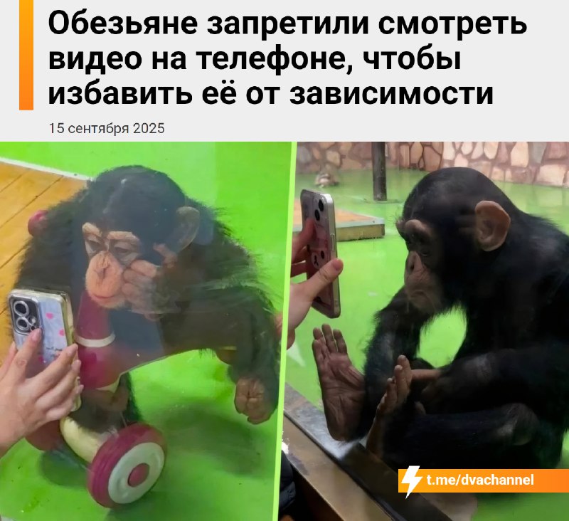 Обезьяне запретили смотреть тиктоки, чтобы избавить её от зависимости
🟠В шанхайском зоопарке живёт