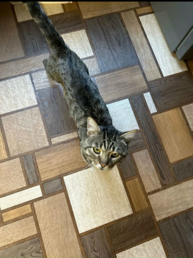 Срочно ищем передержку котику до 30.10. Он долго скитался...