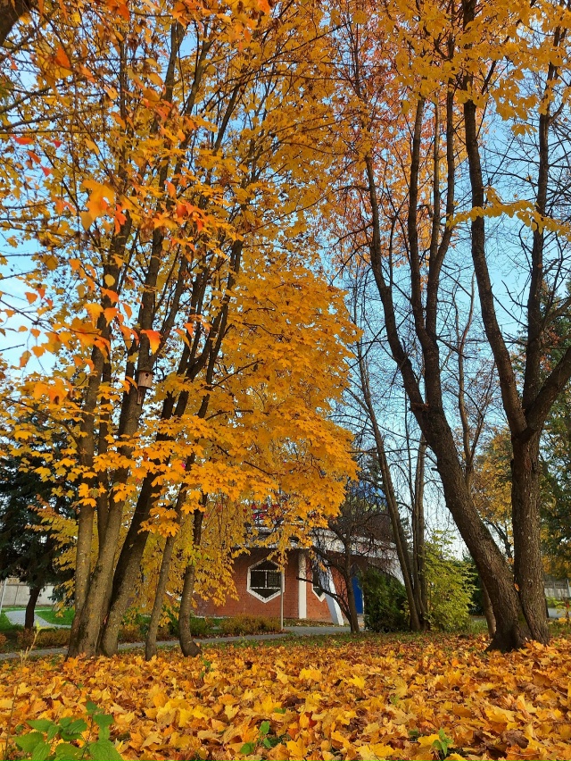 ✨️Моменты осени🍂 город Родники✨️🍁