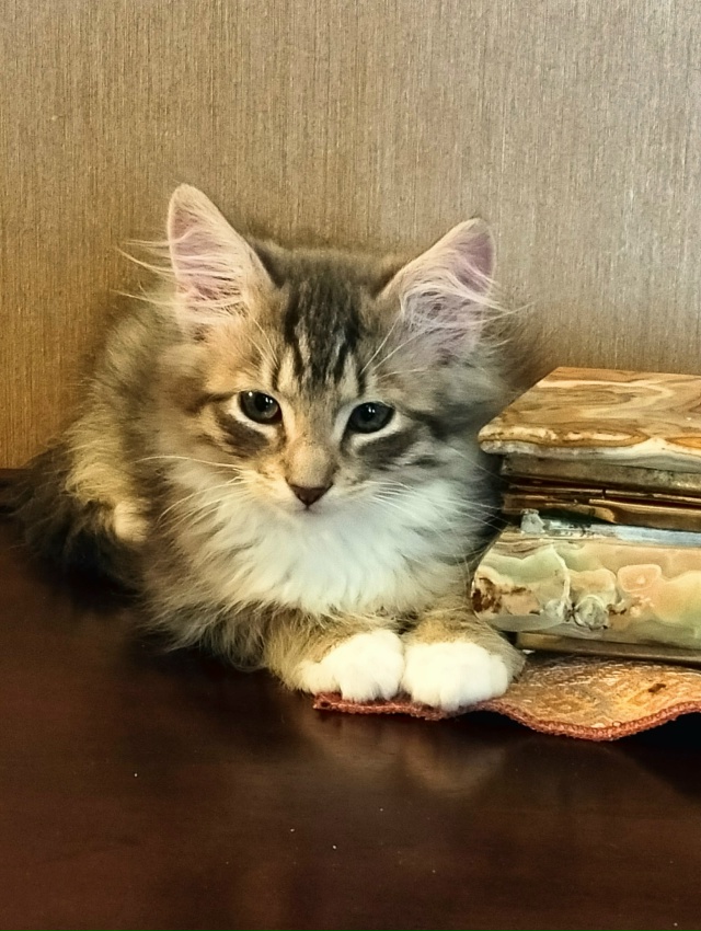 Санкт Петербург и ЛО! Мальчишка Кузя ищет дом и своего ?...