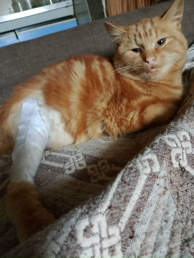 Здравствуйте, всем неравнодушным огромное спасибо, кт?...