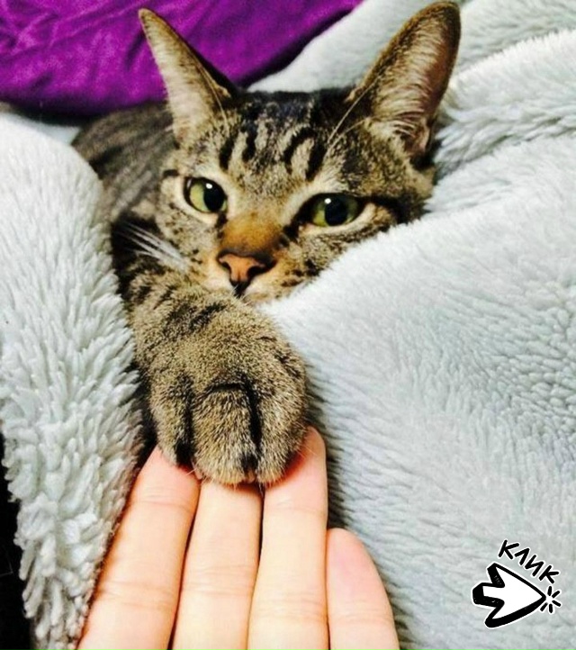 Уровень поддержки: мaксимальный.