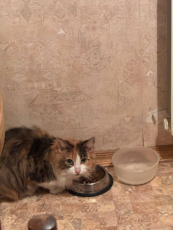 Москва! Кошечка ищет дом! Подбросили кошку трехцветную. Явно домашняя, но очень испуганная. Позволил