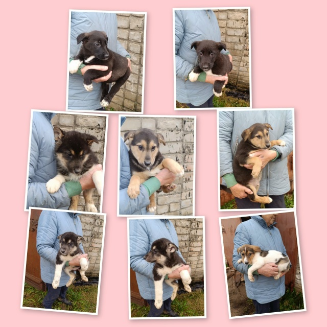 Мальчики в добрые руки. Выживают на улице.
Привезём
+791...