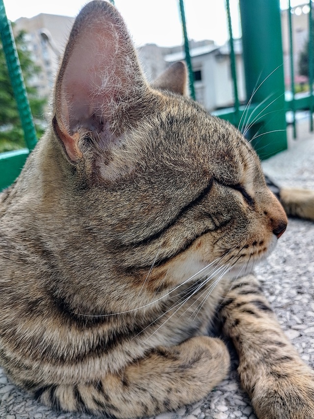 Красивейший кот, в крови которого явно есть бенгалы и, ?...
