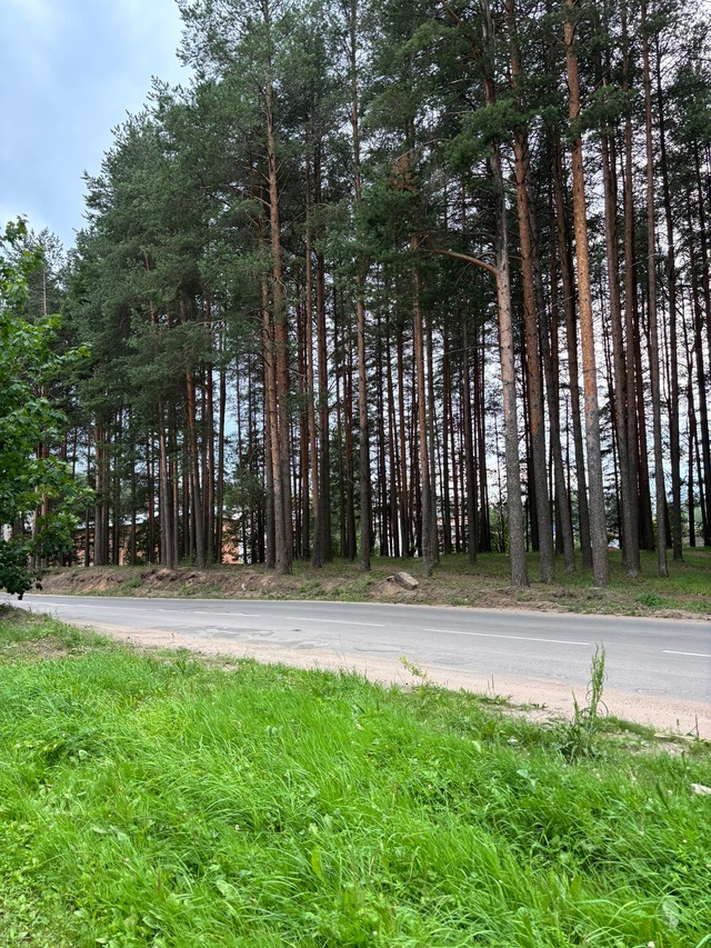 У дороги за домом Гайдара, 16, лежит сбитая кошка.