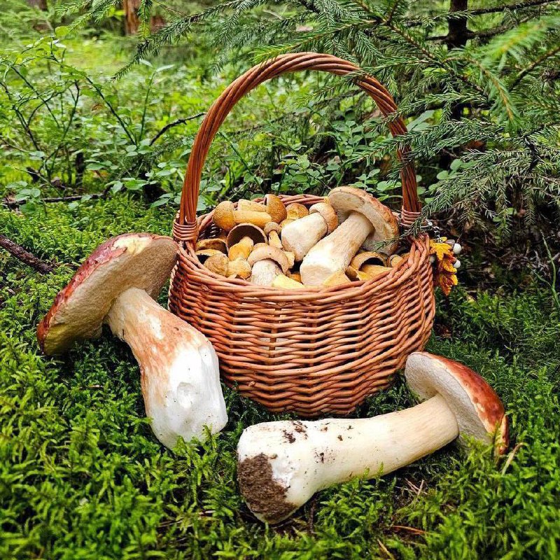 🍄 После обильных дождей в Подмосковье начался грибной бум
Белые, лисички, подосиновики и подберёзов