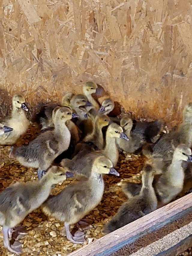 ❗❗❗ПРОДАЮТСЯ❗❗❗
Цыплята ? Бройлерные 50-ти дневны?...