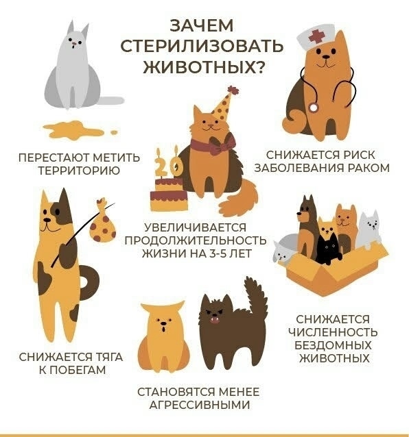 Льготная !!! ( не БЕСПЛАТНАЯ!!!) стерилизация бездомных и ...