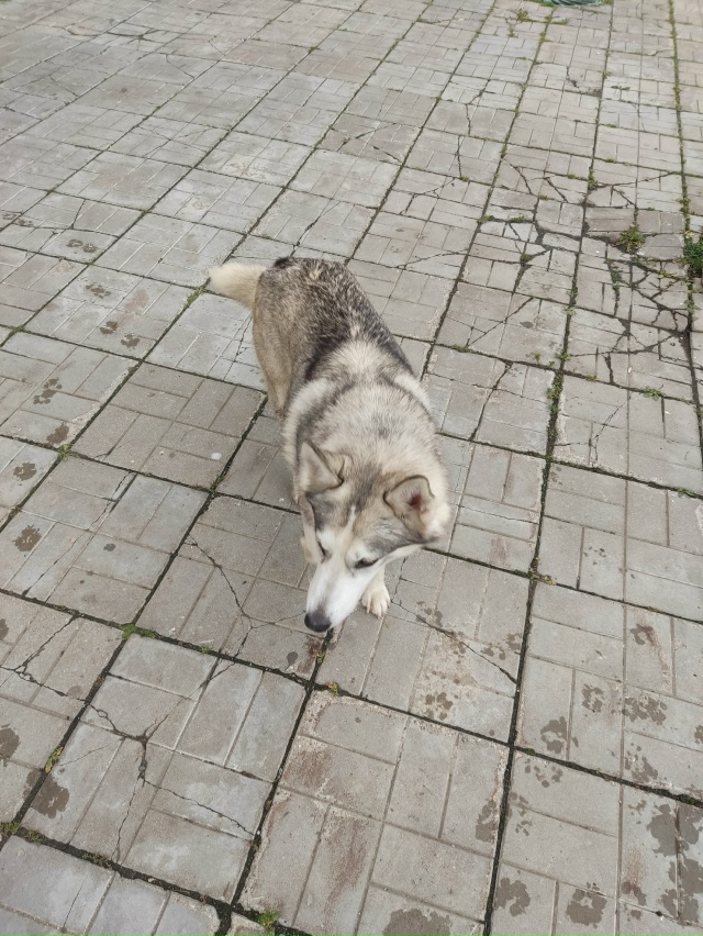 На Бережке дом 4 бегает хаски, примерно в 11 часов видели...