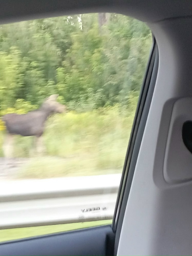 В 5:30 У ВНИИПО лосиха с лосенком стояли, ловили такси 😄 ...