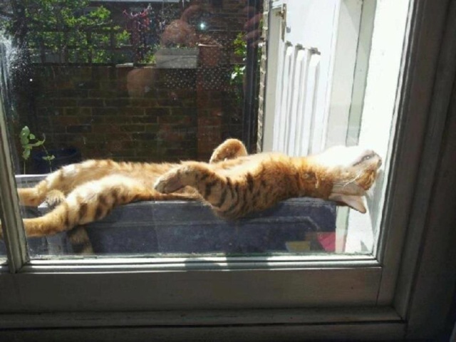 Кот принимает солнечные ванны и наслаждается жизнью, п...
