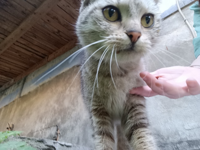 М. Горького 4, подбросили уже подросших котят (похоже э?...