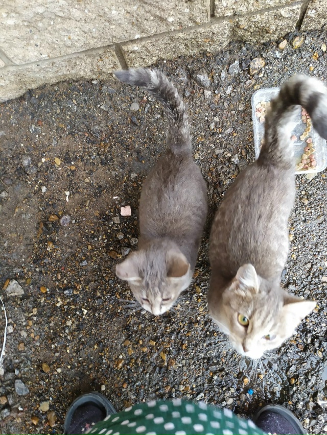 Здравствуйте. Опять подбросили котят😢, если нужен кот...