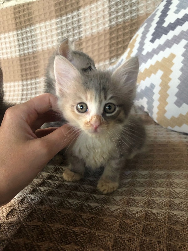 Отдам котят в добрые руки в Можайске. (1,5 мес.,помесь Май...