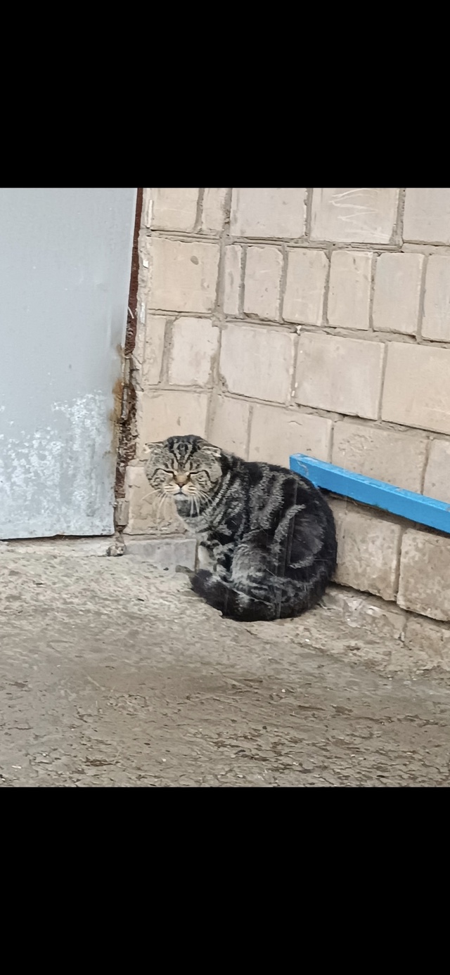 Анон. Владельцы этого кота,ваш кот то-ли в очень тяжёло?...