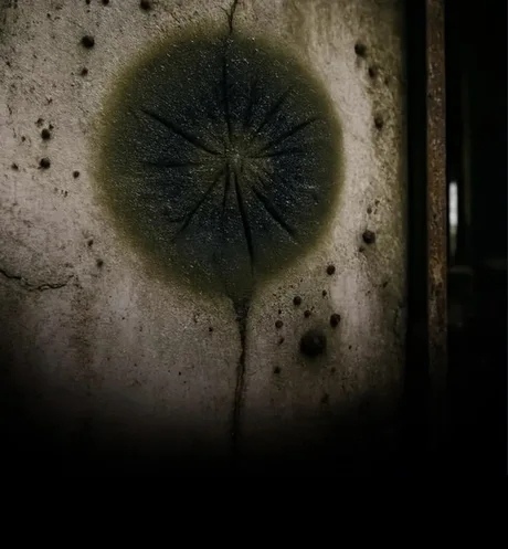 Ученые обнаружили чёрный гриб, растущий на радиоактив?...