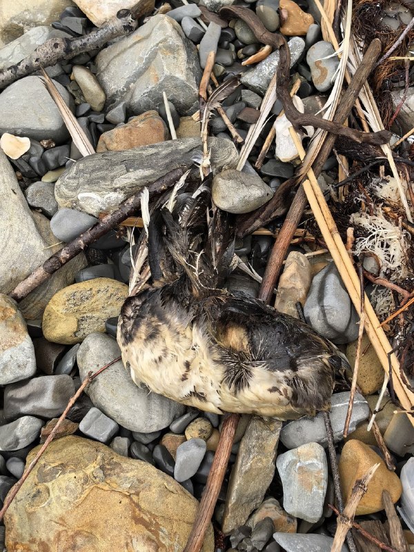 ⚡️После атаки беспилотников на морской терминал в Туапсе уже третьи сутки тушат пожар, и город накры