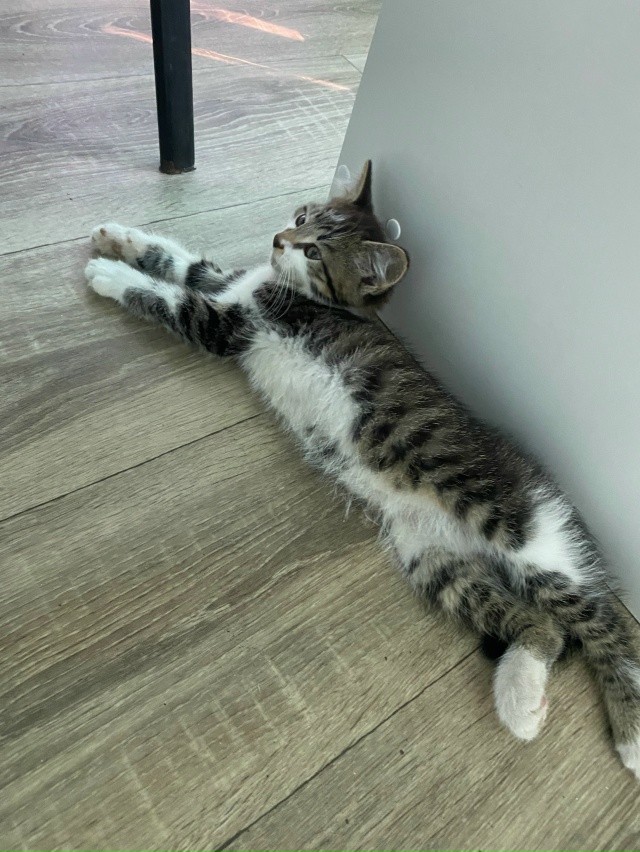 Всем здравствуйте! Прошу помочь в поиске кота.
История ...