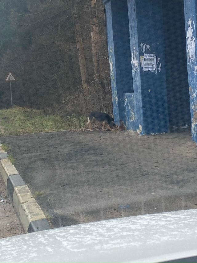 Доброго дня,три дня назад выбросили собаку из машины,в ...