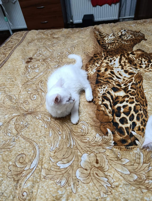 Котя месяца 3+ кот и кошка, едят всё, в лоток ходят... бат...