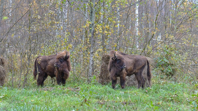 🐃🐃🐃Продолжается реализация восстановления популя?...