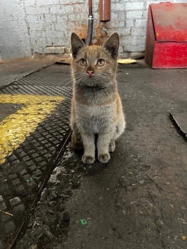 Стажеры