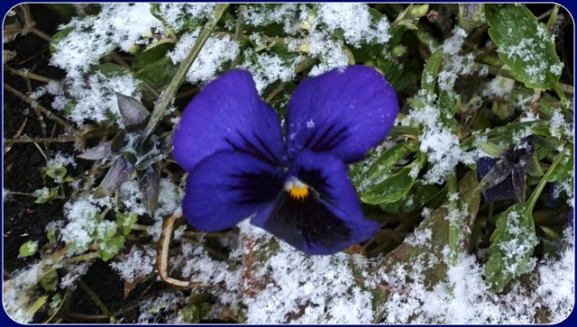 Первый снег в нашем городе.